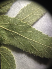 Ayenia tomentosa