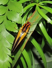 Semiotus intermedius