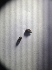 Ayenia tomentosa