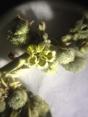 Ayenia tomentosa