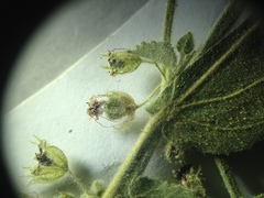 Ayenia tomentosa