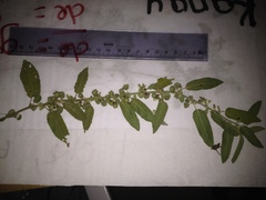 Ayenia tomentosa