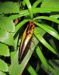 Semiotus intermedius