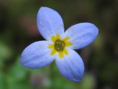 Houstonia caerulea