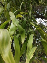Acacia auriculiformis