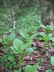 Rugelia nudicaulis