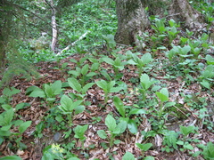 Rugelia nudicaulis