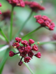 Thaspium trifoliatum trifoliatum