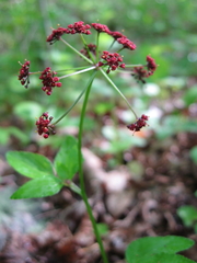 Thaspium trifoliatum trifoliatum