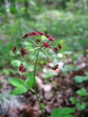 Thaspium trifoliatum trifoliatum