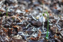Galanthus plicatus