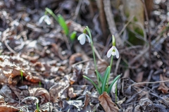 Galanthus plicatus