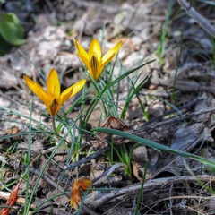 Crocus angustifolius