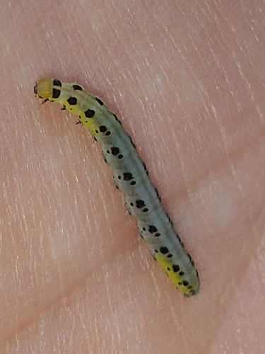Yponomeuta sedella