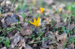 Crocus angustifolius
