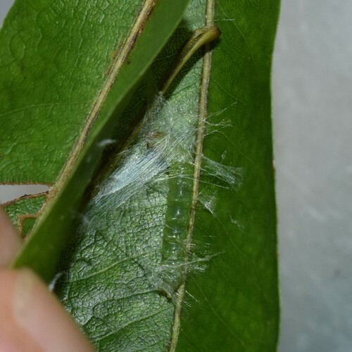 Three-lined Leafroller Moth photo 6