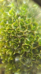 Syntrichia latifolia