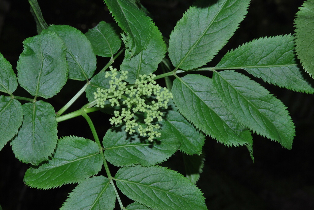 Madeira elder