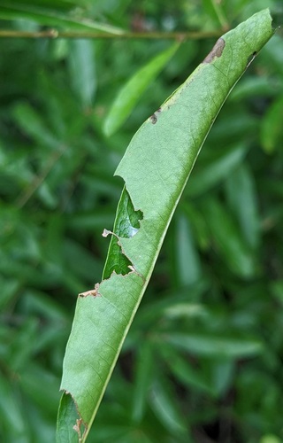 Three-lined Leafroller Moth photo 4