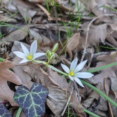 Ornithogalum fimbriatum