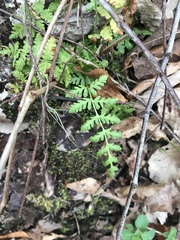 Woodsia obtusa