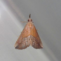 Hypena porrectalis