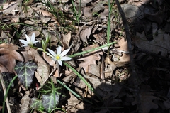 Ornithogalum fimbriatum