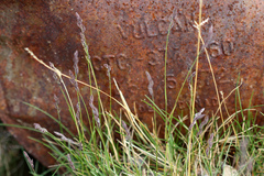 Festuca richardsonii