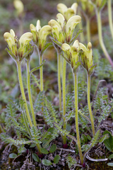 Pedicularis capitata