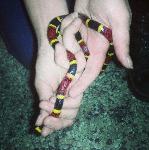 Texas Coralsnake (Herps of Travis County) · iNaturalist