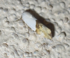 Ponometia elegantula