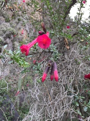 Cantua buxifolia
