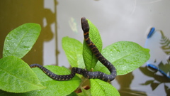 Erythrolamprus epinephalus