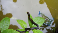 Erythrolamprus epinephalus