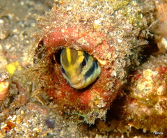 Petroscirtes breviceps