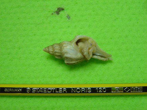 Boreotrophon clathratus, 2006-06-09