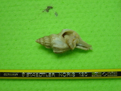Boreotrophon clathratus image