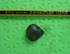 Hemithiris psittacea