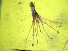 Cirroteuthidae