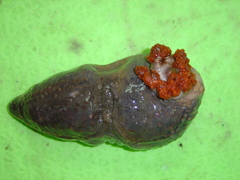 Cucumaria frondosa