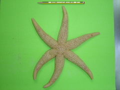 Stephanasterias albula