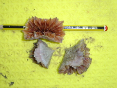 Flabellum alabastrum