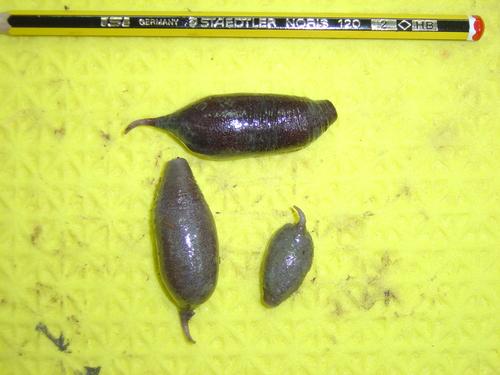 Molpadia oolitica — photo 1