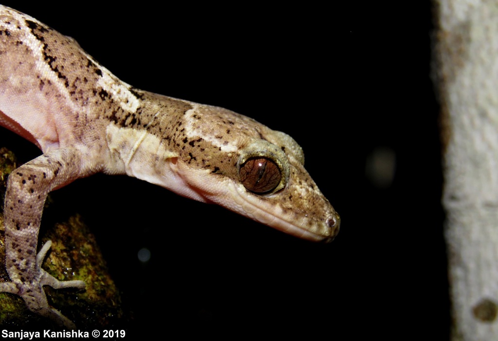 Cracens Bow-Fingered Gecko