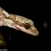 Dolahena Bent-toed Gecko - Photo (c) Sanjaya Kanishka, some rights reserved (CC BY-NC), uploaded by Sanjaya Kanishka