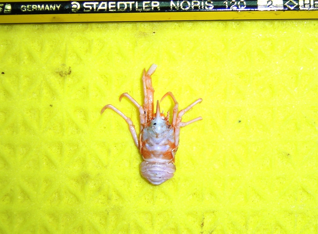 Bent-nosed Squat Lobster