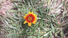 Gazania linearis
