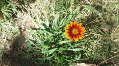 Gazania linearis
