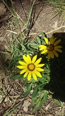 Gazania linearis