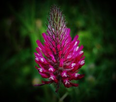 Trifolium purpureum